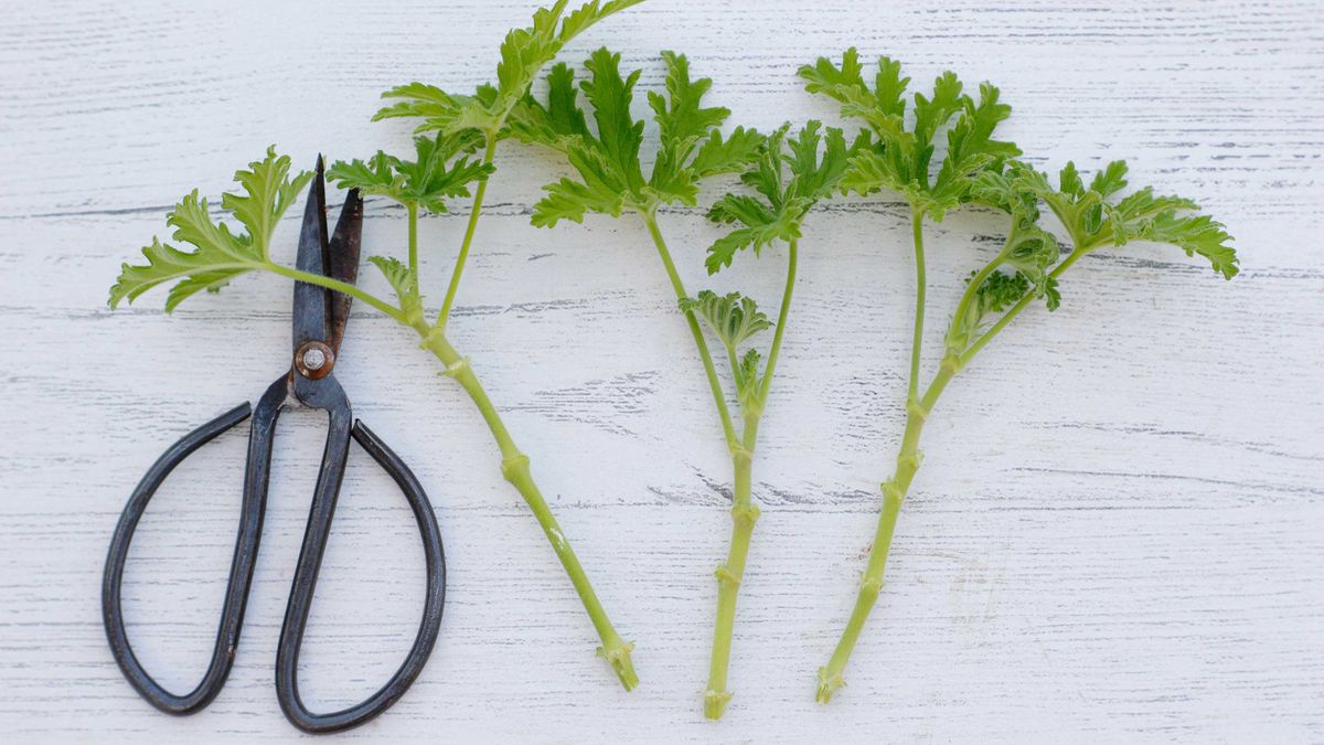 geranium-propagation-simple-steps-for-more-pelargoniums-gardeningetc