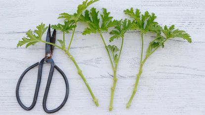 pelargonium cuttings and snips