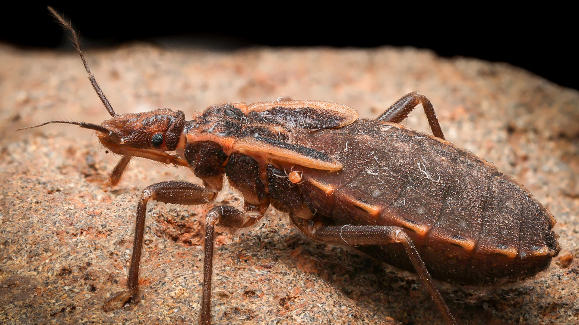 An image of American trypanosomiasis, a parasitic disease.