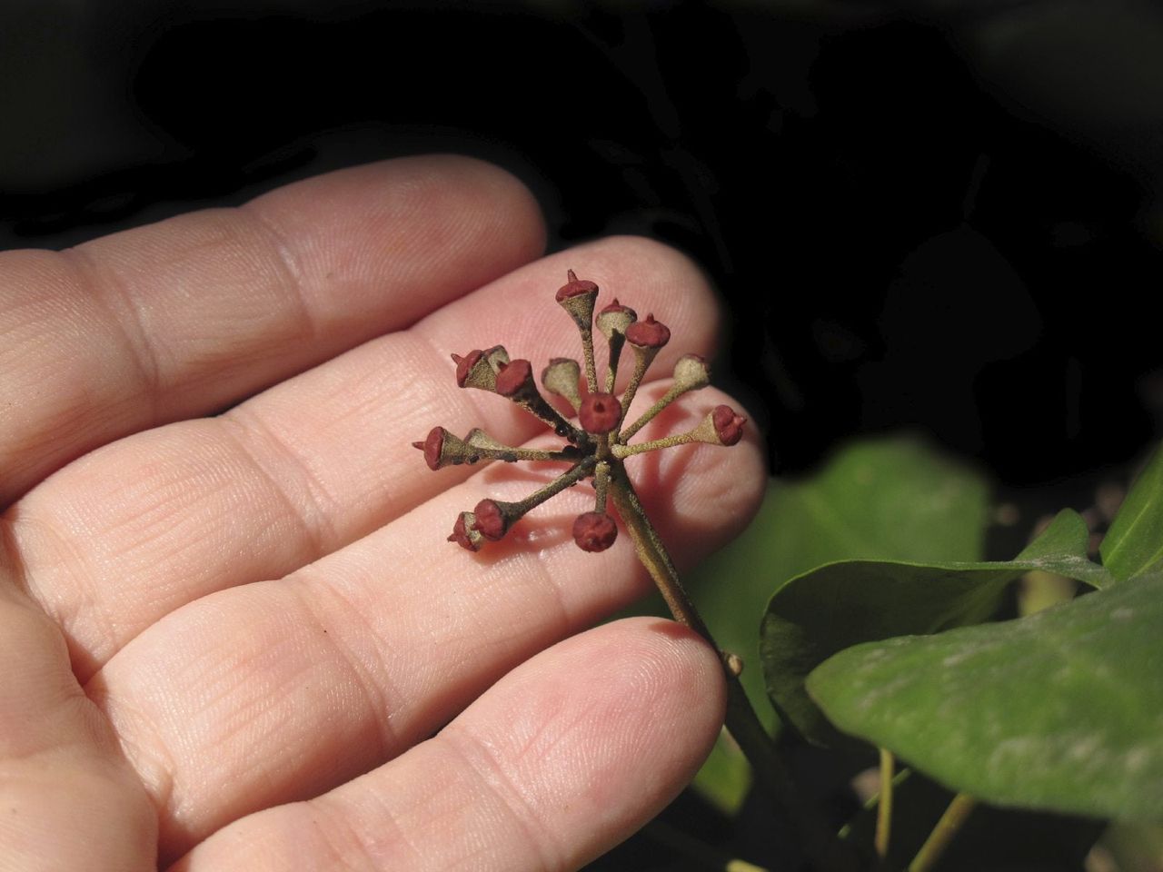 Hand Holding Seeds On A Plant