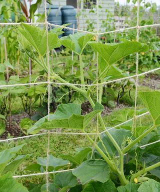 Vines of a squash plant growing vertically up a trellis