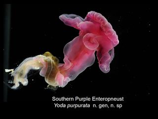 Yoda purpurata, or "purple Yoda."The reddish-purple acorn worm was found about 1.5 miles beneath the surface of the Atlantic Ocean, and has large lips on either side of its head region that reminded researchers of the floppy-eared Stars Wars character Yod