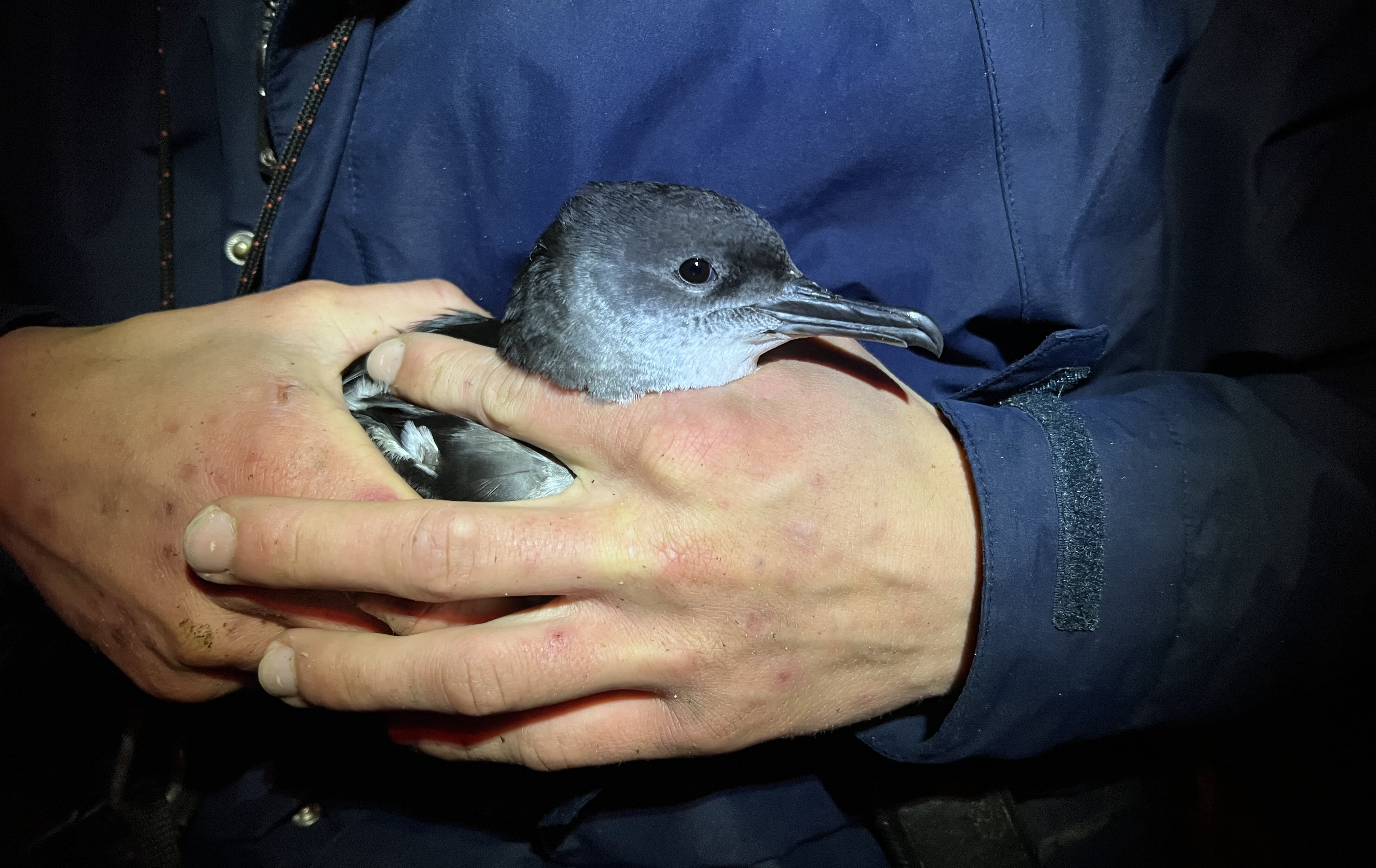 A blue bird held in someones hands