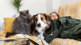 Woman lying on couch with dog and cat