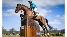 HorseNo61_Belton_PN19_6354_280042631_477004141-1.jpg