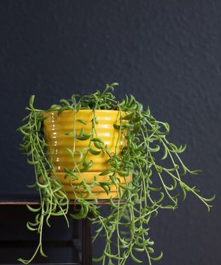 String of bananas growing out of yellow pot on black background