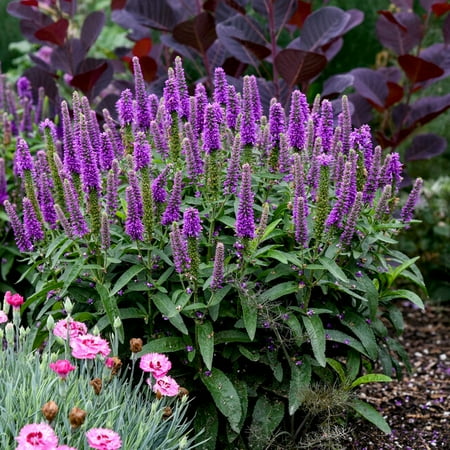 Proven Winners 12" Magic Show 'purple Illusion' Spike Speedwell (veronica Hybrid) Perennial Live Plant in 7.13" Pot