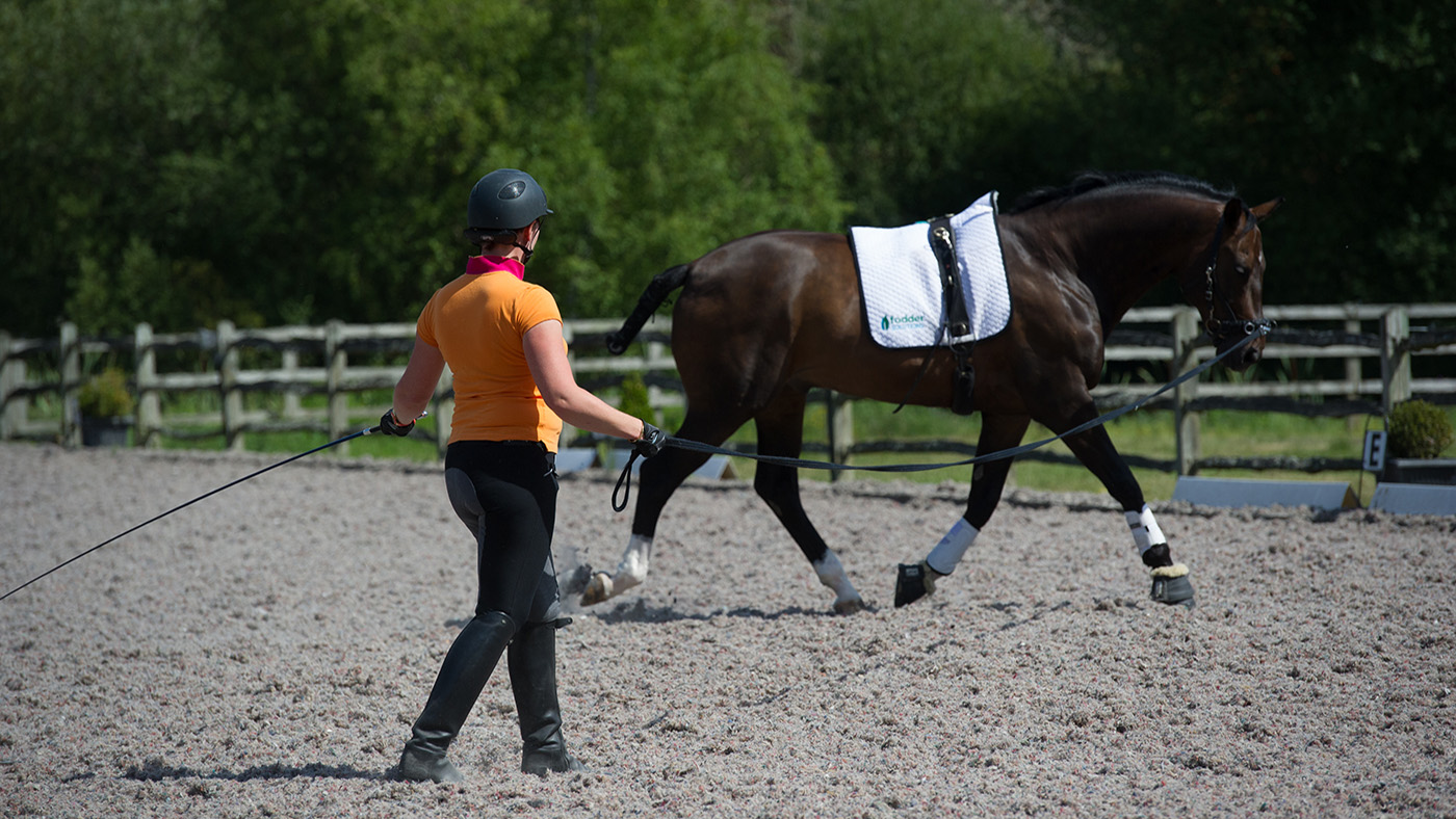 how to lunge a horse