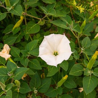 Close up of white flower