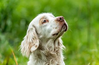 clumber spaniel