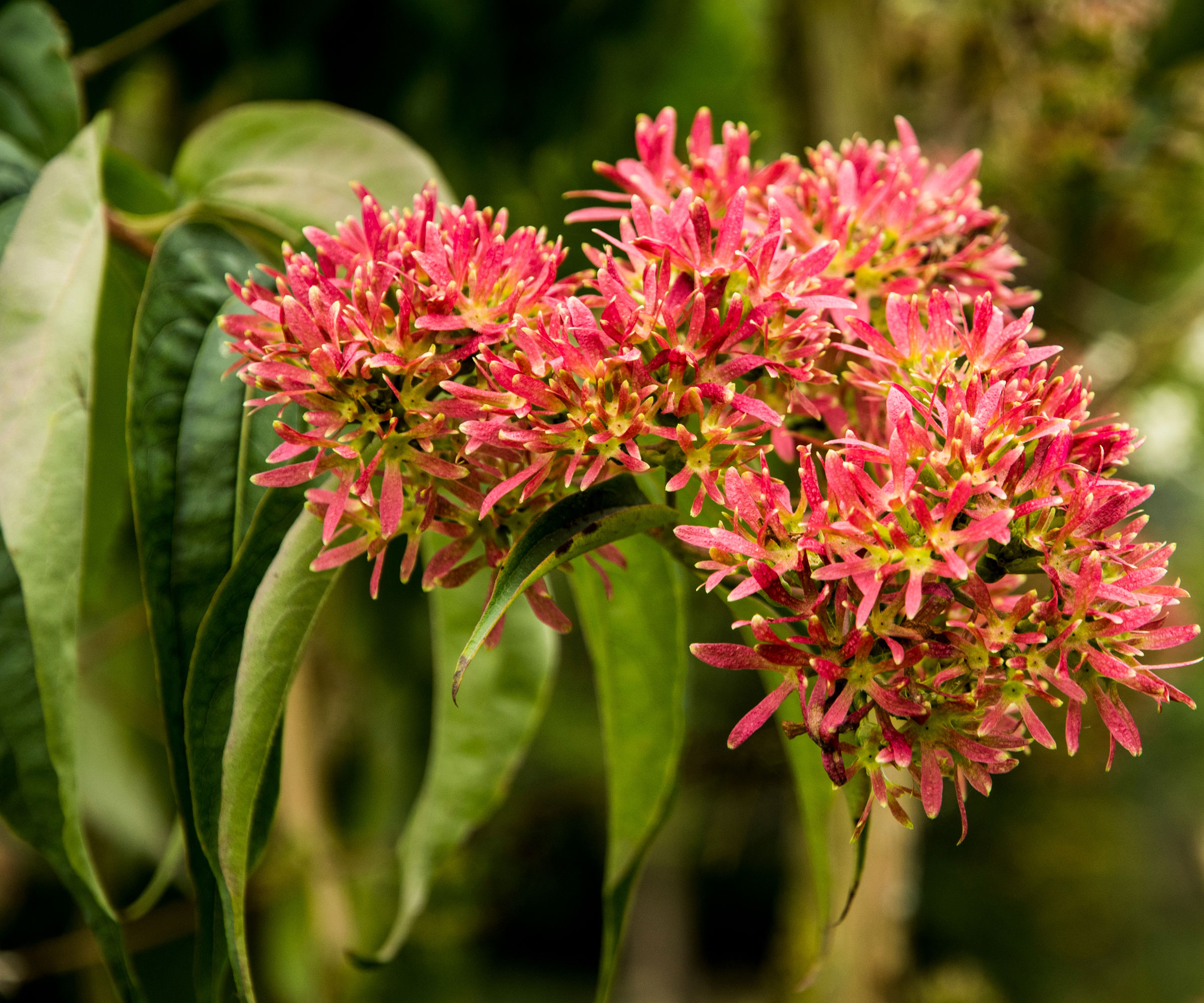 seven son plant with red flowers