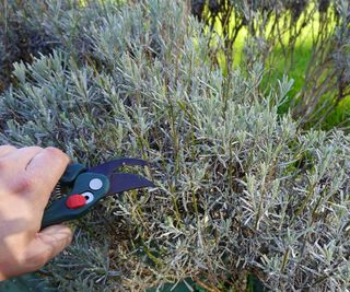 Lavender pruning with secateurs