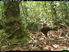 Spix&rsquo;s Guan