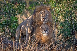 A wildlife photographer captured a stunning image of two male lions in Kenya's Masai Mara.