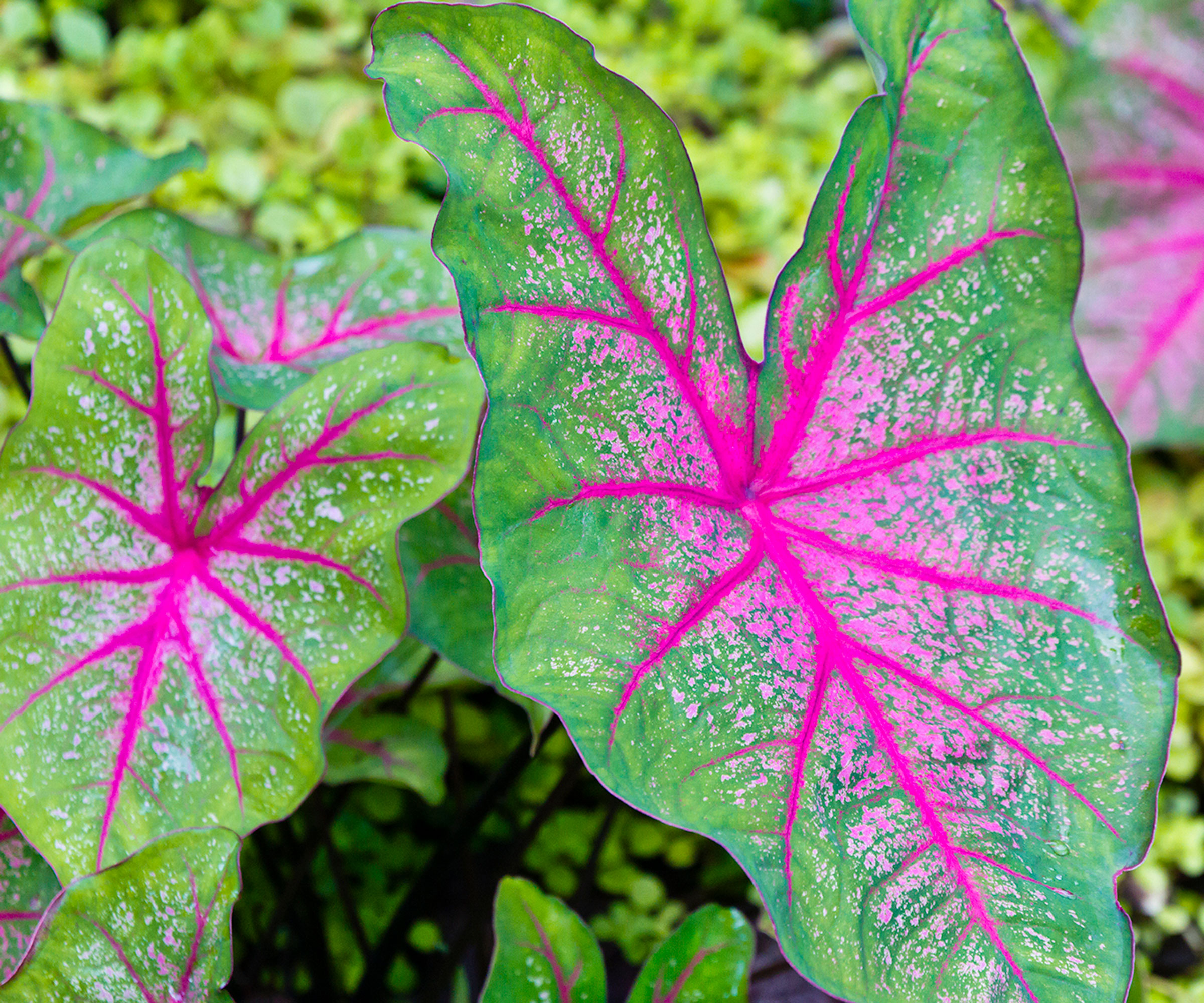 caladium with pink veins and large leaves