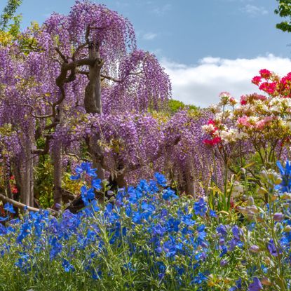 View of full bloom colorful multiple kind of flowers in springtime sunny day