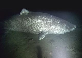 A large female Greenland shark observed near the community of Arctic Bay, Nunavut.