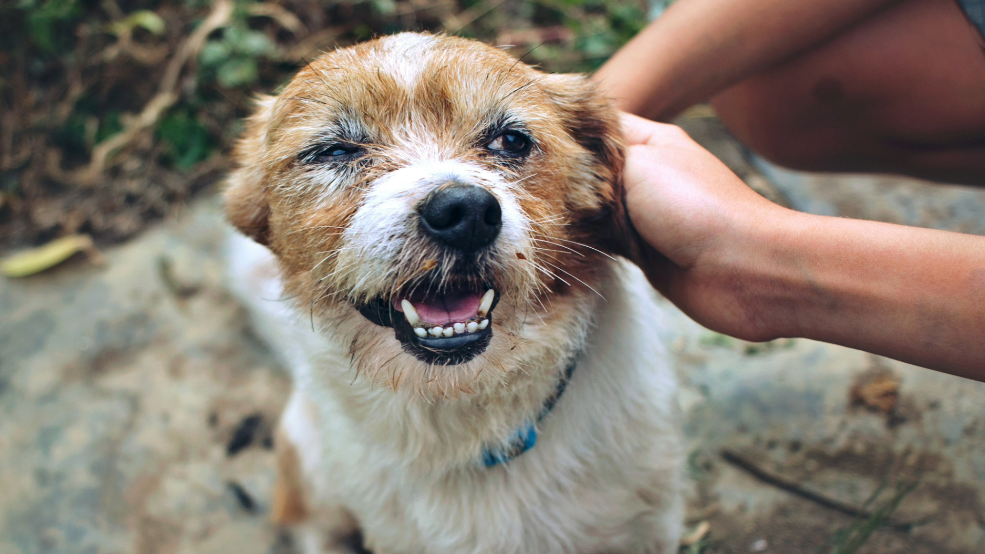 Brown and white dog looking angry as he is stroked