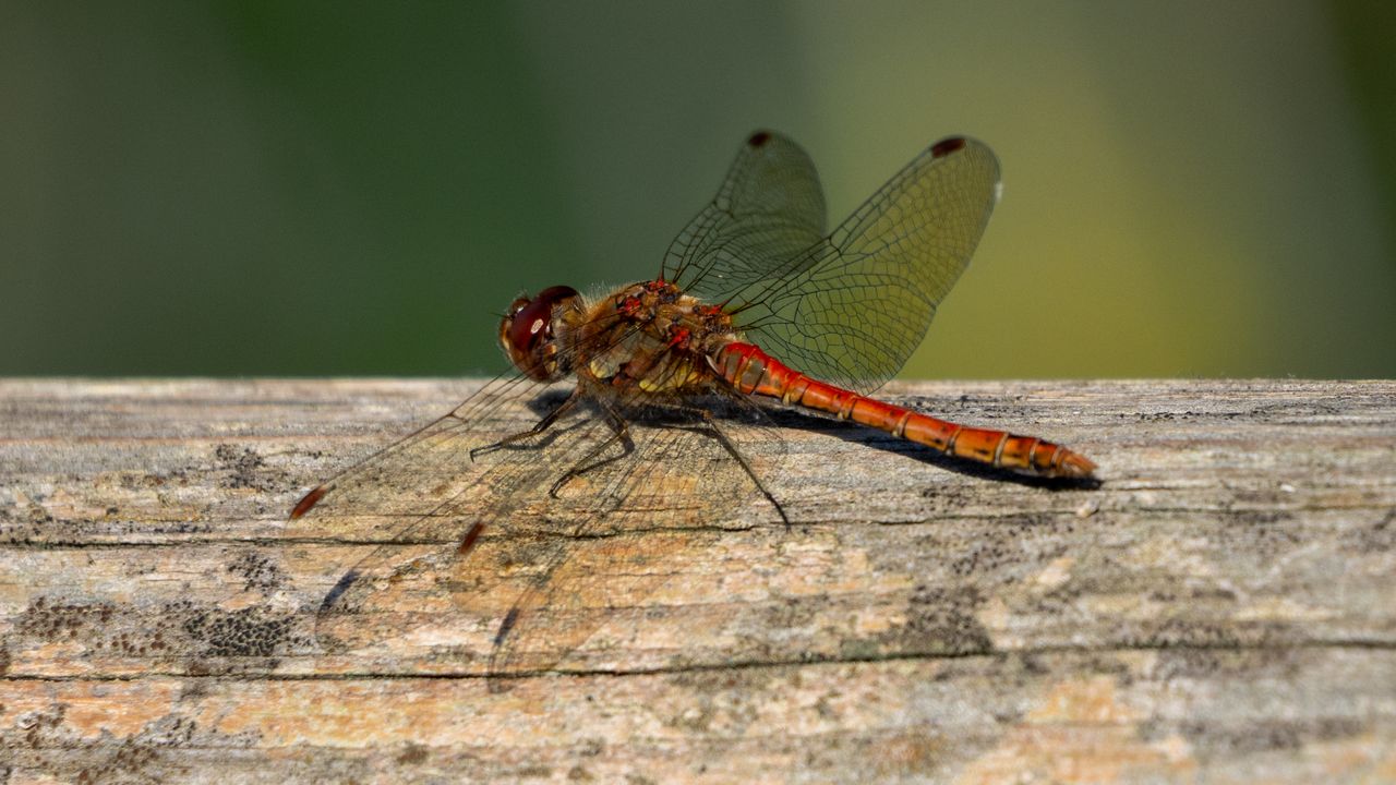 dragonfly on a fence