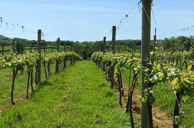 chaptalisation, Lyme Bay winery