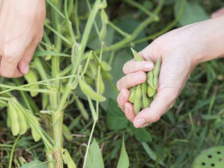 Hands harvesting soybeans