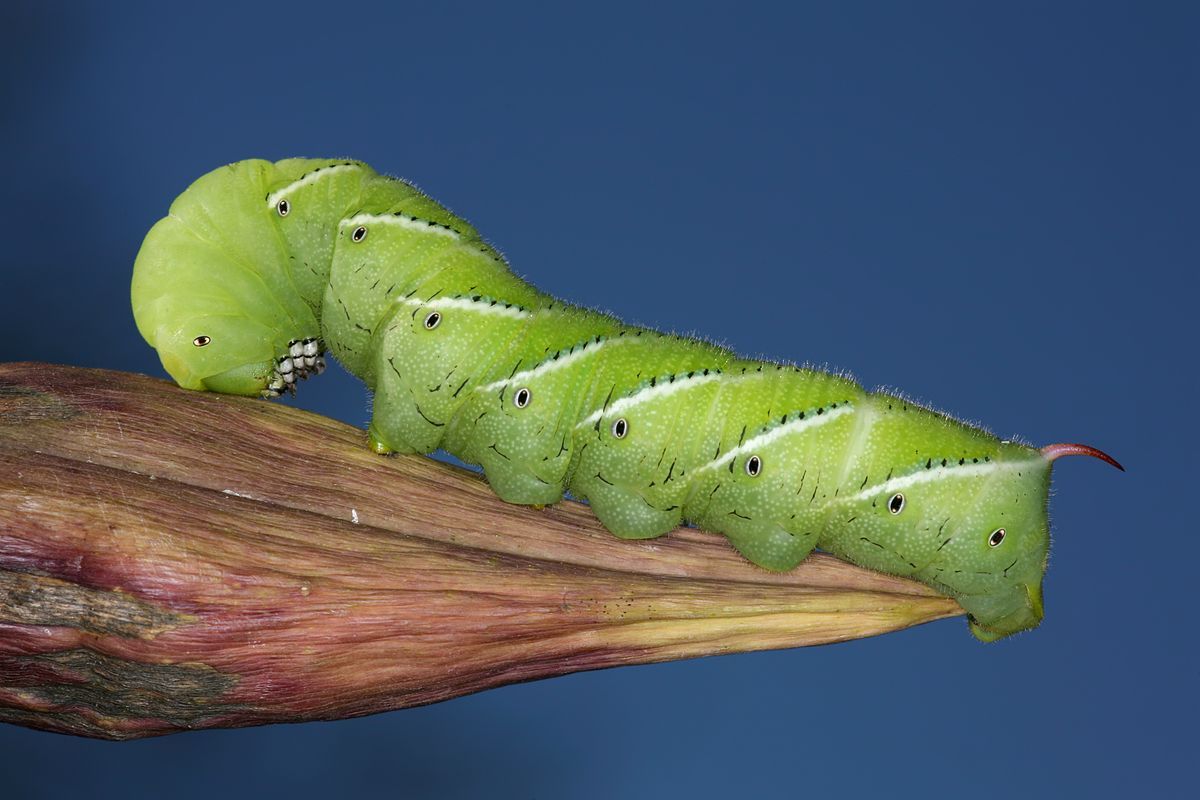 How long can a caterpillar live in water