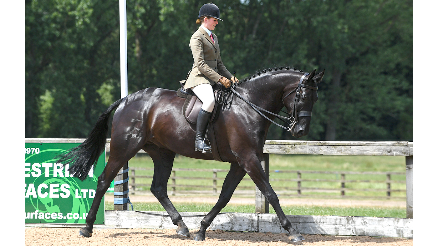 Littletree Whirlwind ridden by Freya Metters, winner of the Sports Horse Championship during The National Hunter Supreme Championship Show at the Addington Manor Equestrian Centre near Buckingham in the county of Buckinghamshire in the UK on 3rd July 2018