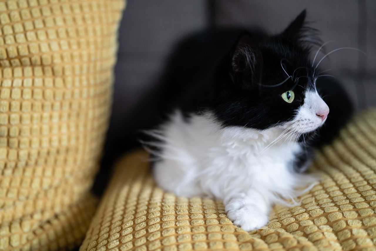 Close-up of a cat using the Sony FE 50mm F/1.4GM