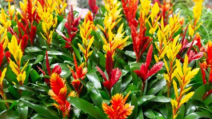 red and yellow flowers on Vriesea bromeliad plants