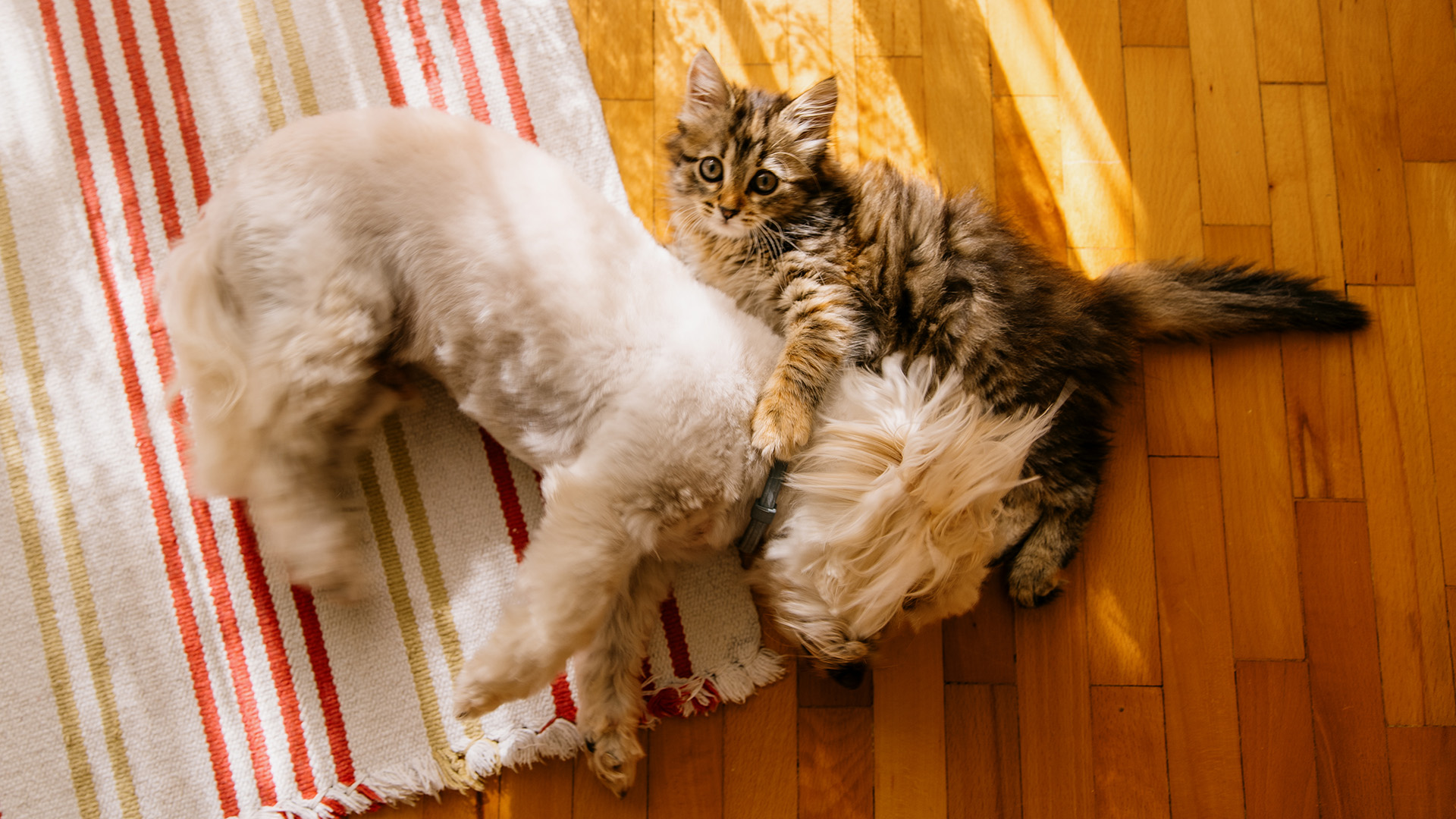 Maltese dog lying on floor with cat