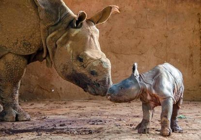 Oklahoma City Zoo welcomes baby rhino