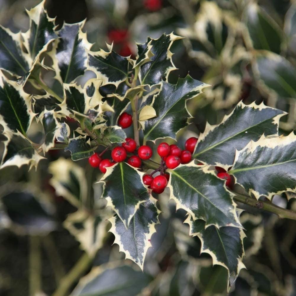 Ilex Aquifolium &#039;argentea Marginata&#039; - Female Silver Variegated Holly - Large Circa 120cms