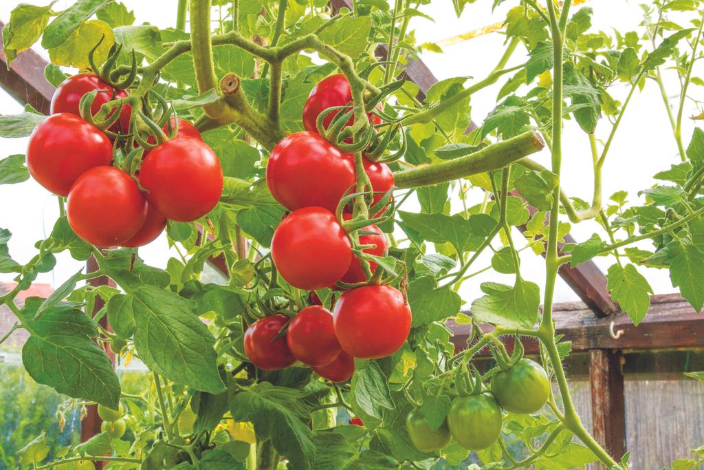Monty Don’s July tomato tip will protect your plant from blight Homes