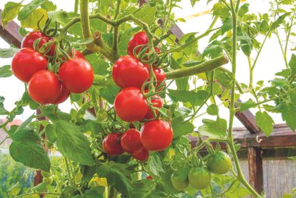 Monty Don tomato growing tip