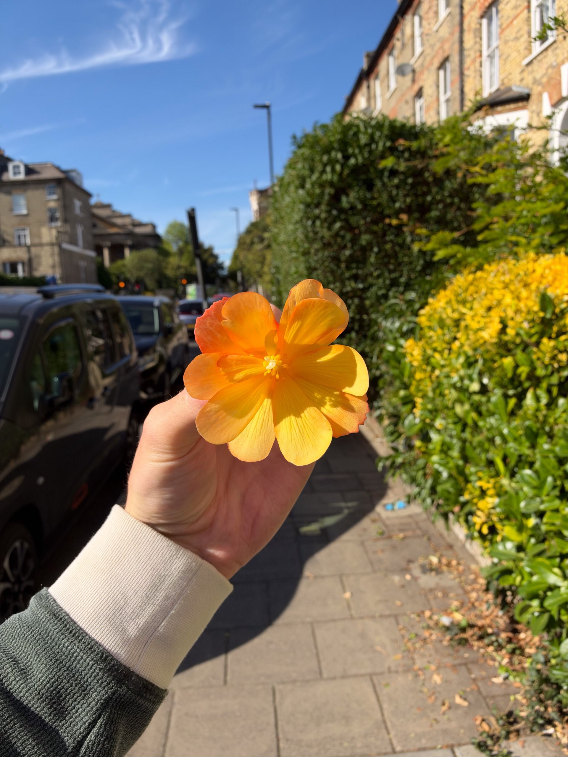 Orange flower held in one hand on a sunny residential street lined with parked cars, hedges, and brick houses.