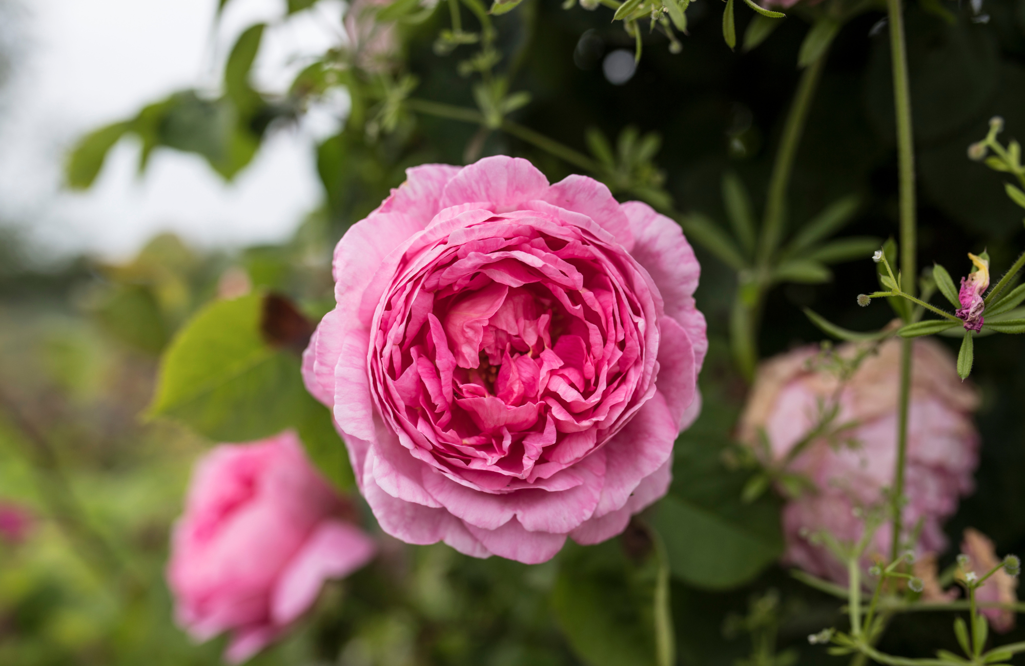 Close-up of pink peony in garden, Calverton, Nottingham
