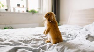 Rabbit standing up on hind legs on bed