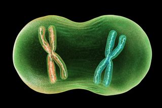 Mitosis cell division