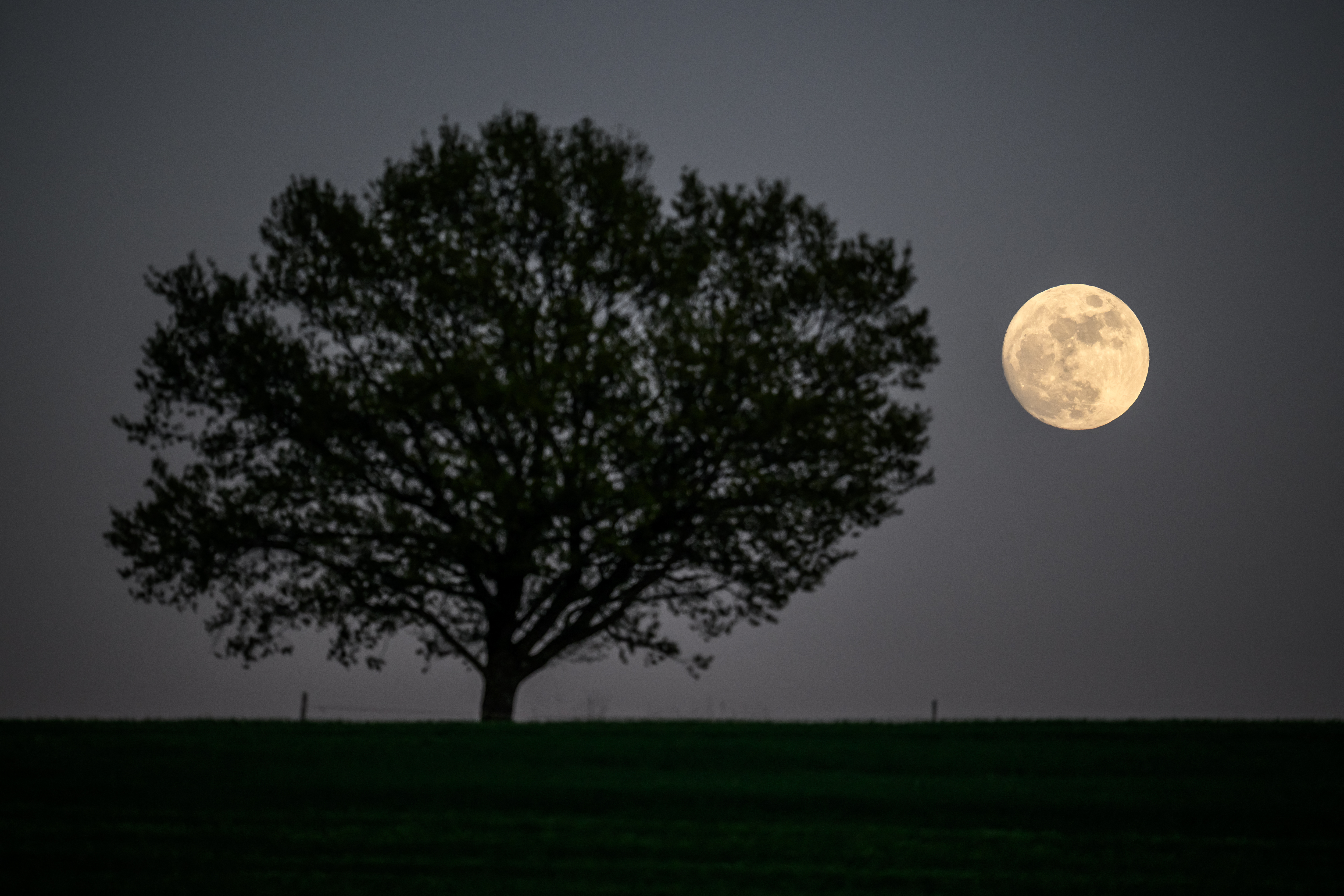 A full moon shines to the right of a solitary silhouetted tree above a flat horizon at night.