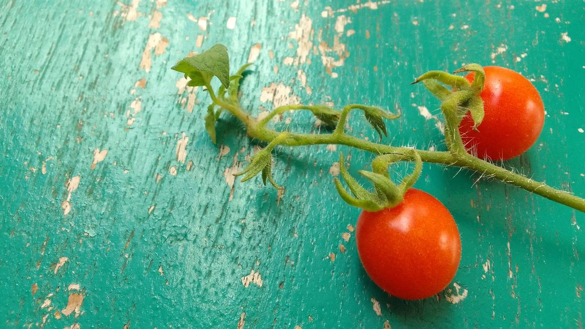 What to Do With Tomatoes in July to Keep the Harvests Coming – 6 Vital Tasks for More Fruit and Fewer Problems