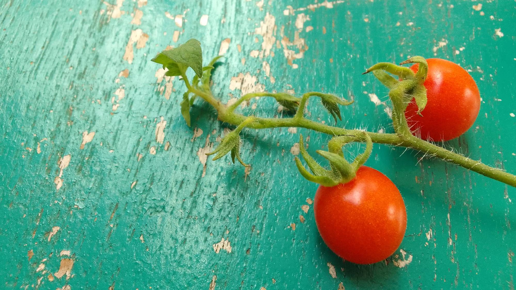 Two cherry tomatoes on the vine on a painted wood surface