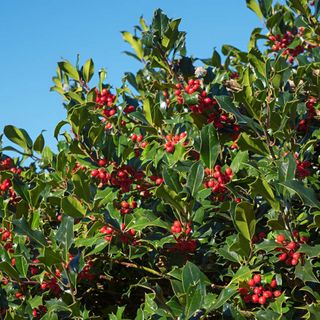 Holly Hedging 10 X 9cm Potted Plants