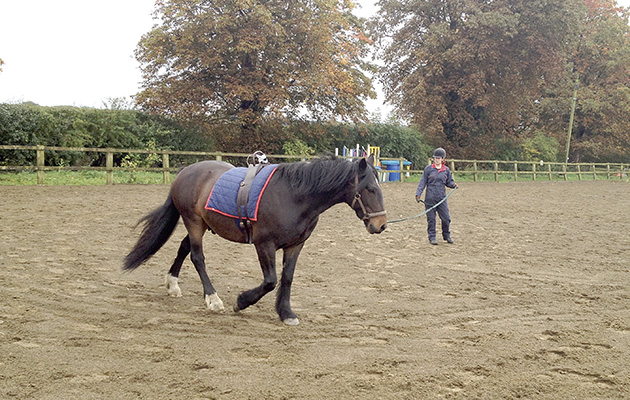 ECG on a horse