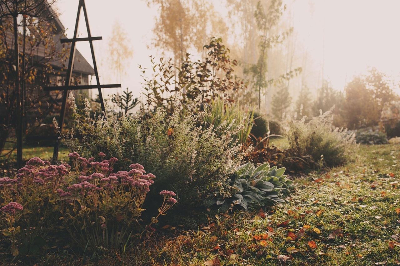 Cottage Style Garden Full Of Plants