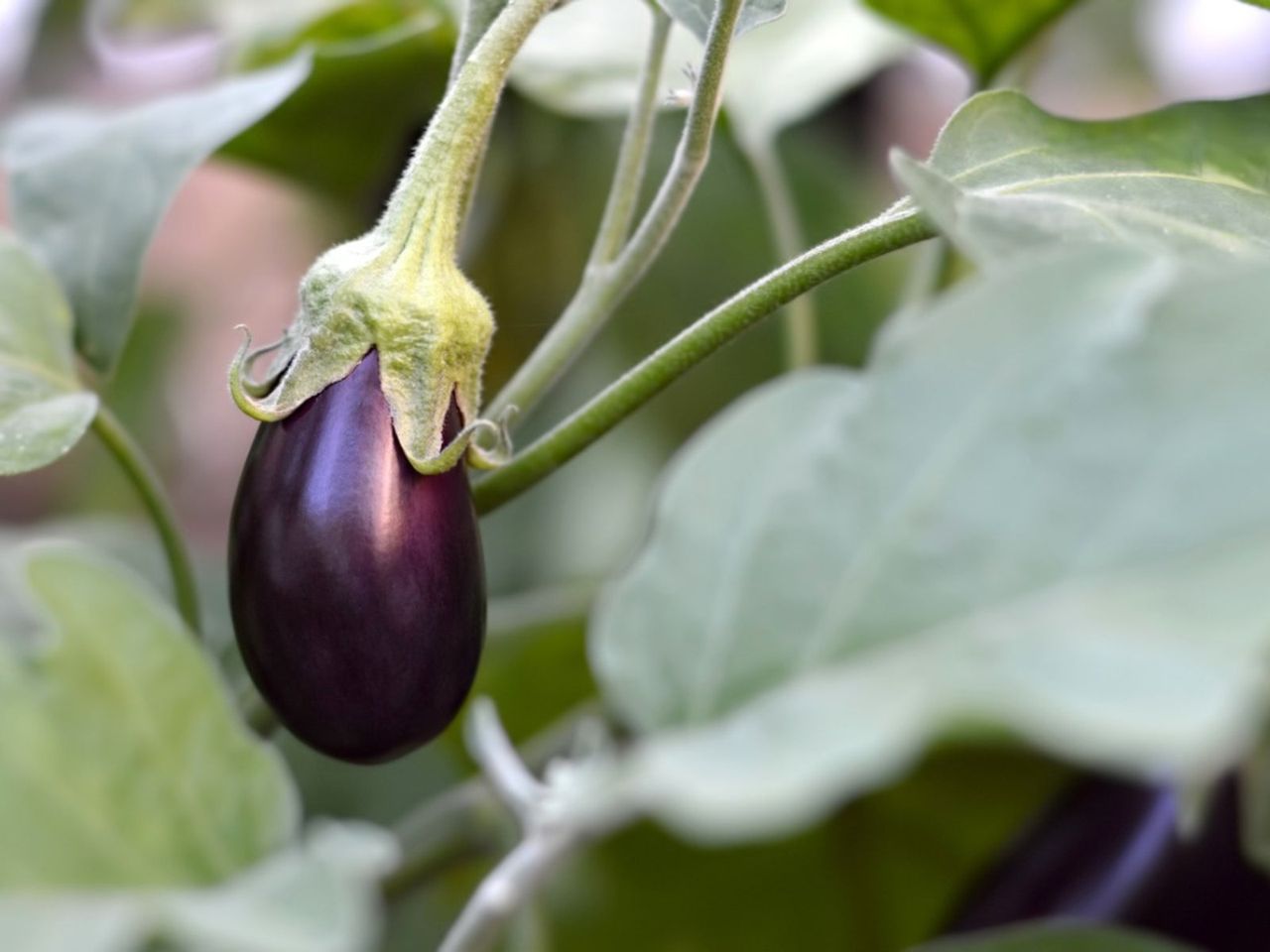 Eggplant