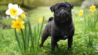 Black pug in daffodils