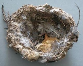 nest swift