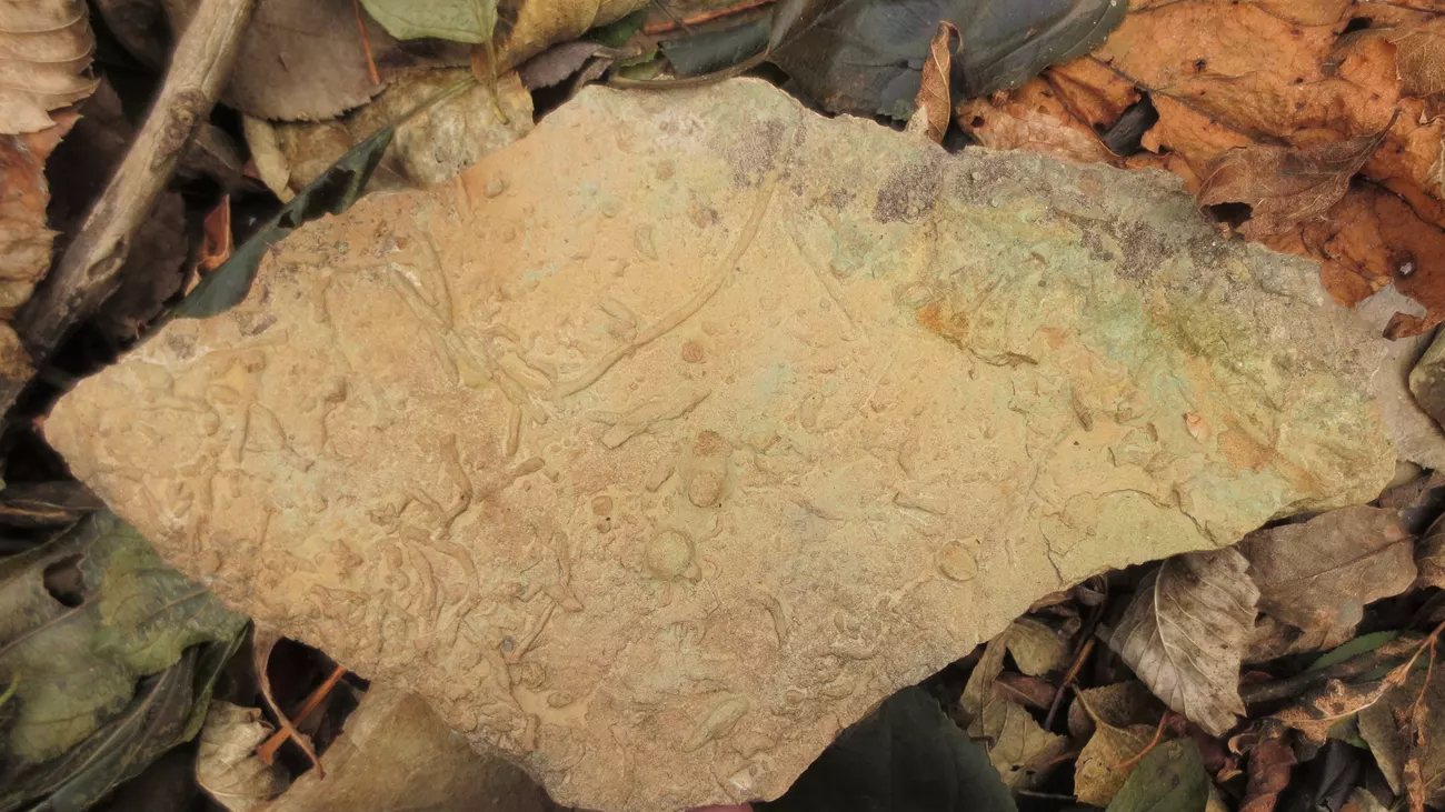 Un fósil del Cámbrico de túneles de excavación descubierto en Saint Croix National Scenic Riverway en Wisconsin.