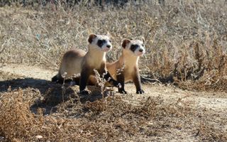 black-footed-ferret