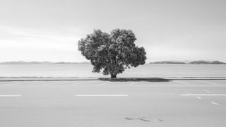 Monochrome image of a solitary tree in a barren landscape